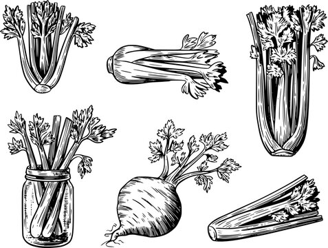 Vintage engraved celery stalks and root vegetable white background, food engraving