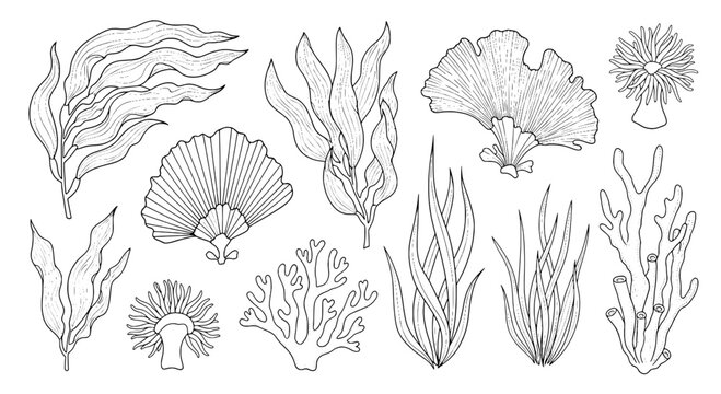 Seagrass and coral doodle line icons set with detailed ocean plants, shells, and marine flora for stickers and education