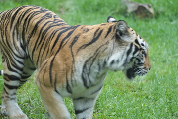 Fototapeta premium Tiger Walking Through Green Grass Captive Animal