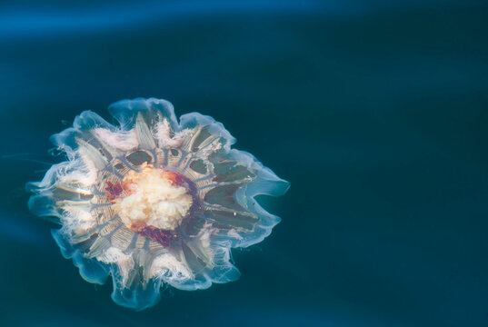 jellyfish in the water