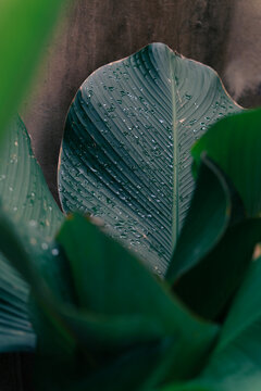 Rain drops on tropical palm leaf on dark wall background