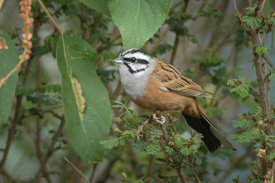 Rock Bunting perched on vegetation in Janjehli, Himachal Pradesh, India.