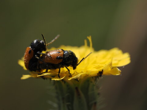 Una pareja de escarabajos del g&eacute;nero Lachnaia se encuentra sobre una flor amarilla. Se observa el comportamiento de apareamiento, destacando sus &eacute;litros anaranjados con puntos negros y cuerpo oscuro.