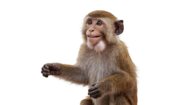 Isolated macaque monkey with a cheerful expression and sparkling eyes, hands slightly raised