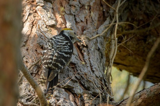 Brown-fronted Woodpecker on tree trunk in Janjehli, Himachal Pradesh, India.