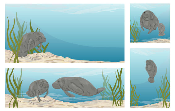 Set of vector banners with West Indian manatee Trichechus manatus swimming underwater, aquatic mammals with calves near seagrass on sandy ocean floor, backgrounds with copy space for text