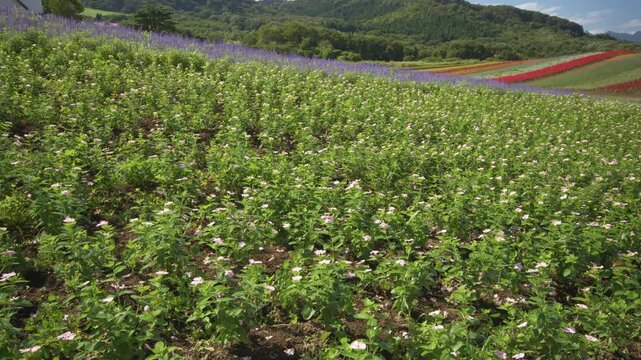 虹色ガーデン ふるるの丘 Rainbow Garden Fururu Hill Japan