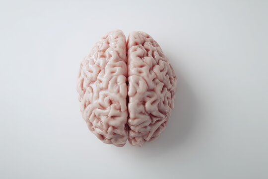 Top view of a realistic brain model with gyri and sulci in studio lighting
