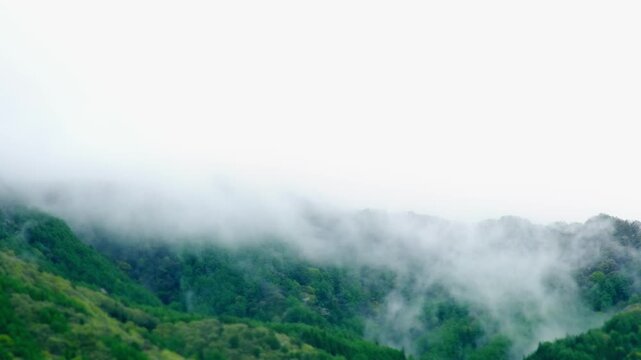 山に雲がかかる幻想的な映像: 森林蒸散雲