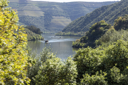 View of the Douro River with boats cruising through the valley surrounded by terraced vineyards and lush green hills under a clear sky Portugal.