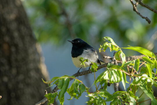 Oriental Magpie Robin perched on tree branch in Janjehli, Mandi district, Himachal Pradesh, India.