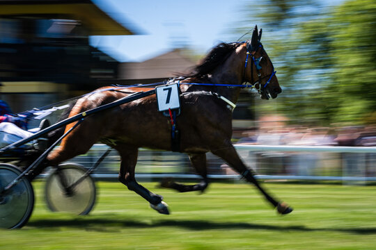 Trotting horse with number seven racing at high speed, side view with motion blur capturing power and movement on track