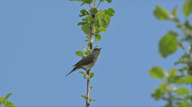 Blackcap (Sylvia Atricapilla) male singing from a high perch in a tree. May, Kent, UK [With sound]