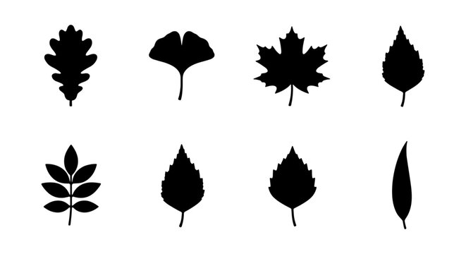 Black Leaf Silhouettes, Autumn Foliage Vector Icons, Nature Plant Elements, Fall Season Graphics