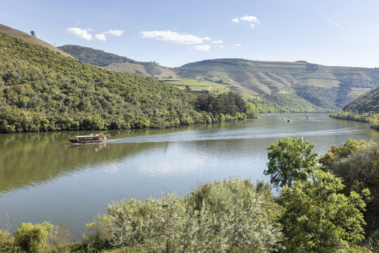 View of the Douro River with a traditional rabelo boat cruising past terraced vineyards on rolling hills and lush green trees under a clear blue sky Portugal.