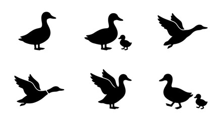 Fototapeta premium Duck Silhouettes Collection: Flying, Standing, Walking Birds, Mother and Child