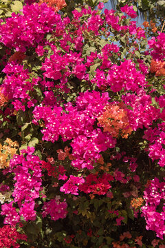 pink, red and orange bougainvillea flower background