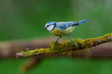 Eurasian Blue Tit (Cyanistes caeruleus) perched on a mossy tree branch against a soft green forest background. © Miroslav Srb