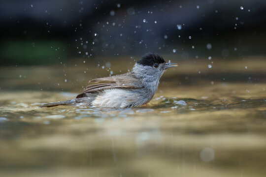 Male Eurasian Blackcap (Sylvia atricapilla) splashing and bathing in a shallow forest pool with water droplets in the air.