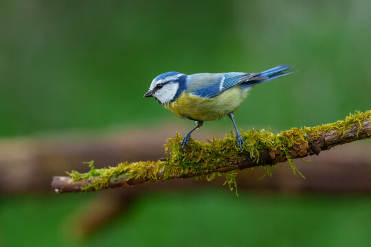 Eurasian Blue Tit (Cyanistes caeruleus) perched on a mossy tree branch against a soft green forest background.