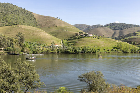 View of the Douro River with boats cruising past terraced vineyards and lush green hills under a clear sky Portugal.