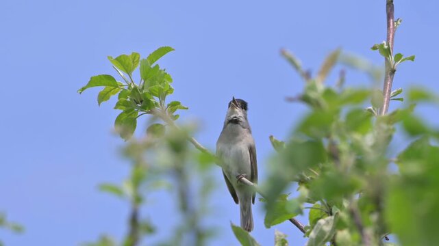 Blackcap (Sylvia Atricapilla) male singing from a high perch in a tree. May, Kent, UK [With sound]