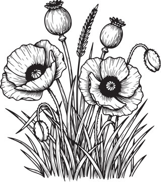 Monochrome Botanical Sketch Wild Poppies Seed Pods Grass in Fine Line Art vector illustration