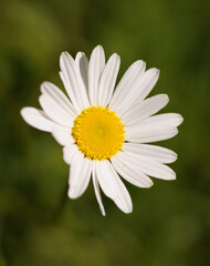 Fototapeta premium white daisy flower