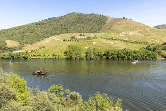 View of the Douro River with traditional rabelo boats cruising past terraced vineyards and lush green hillsides under a clear blue sky in Portugal.