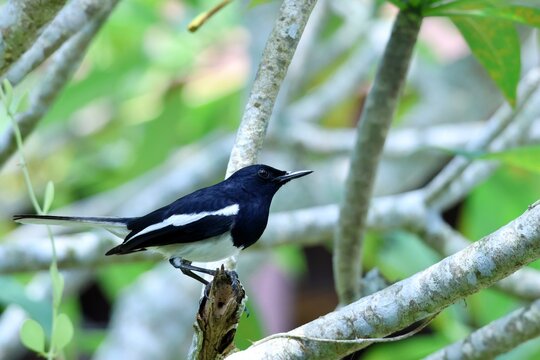 Shama dayal perch&eacute; dans un arbre tropical