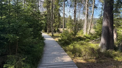 Fototapeten Waldweg Wooden path in the forest  © Diana