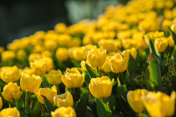 Obraz premium Close up of blooming yellow tulips illuminated by warm sunlight during spring. Bright floral background with shallow depth of field and soft bokeh.