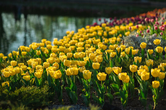 Bright yellow tulips blooming in a flower bed near the water during springtime. Colorful floral landscape with natural sunlight and shallow depth of field.