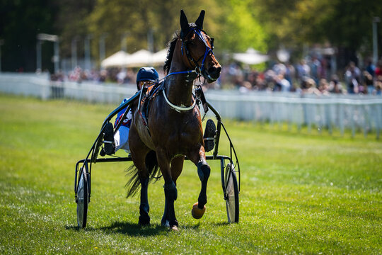 Front view of harness racing horse pulling sulky, driver behind, sharp focus with shallow depth of field on sunny day