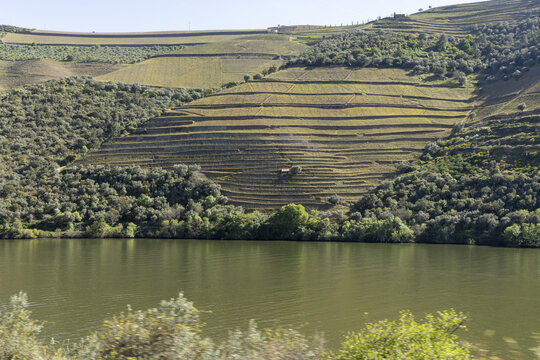 View of the terraced vineyards of the Douro Valley on a steep hillside overlooking the river under a clear sky Portugal.