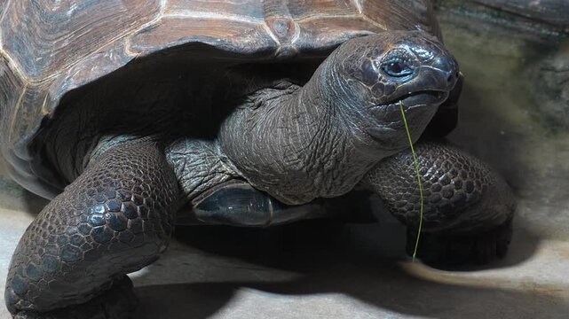 Close up head of giant Galapagos turtle looking around on an overcast spring day