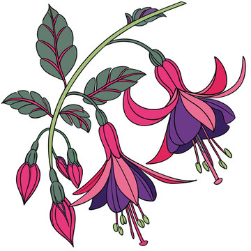 deer vetch blossom colorful on white background