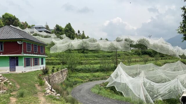 Janjehli, Himachal Pradesh, India - May 7, 2025: Rural road passing through apple orchards covered with protective nets in Janjehli, Mandi district, Himachal Pradesh, India.