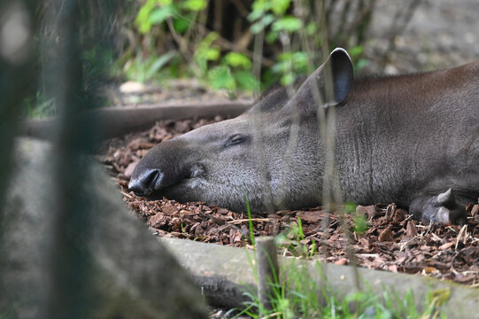 Resting Malayan Tapir
