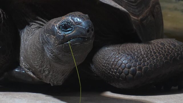Close up head of giant Galapagos turtle looking around on an overcast spring day