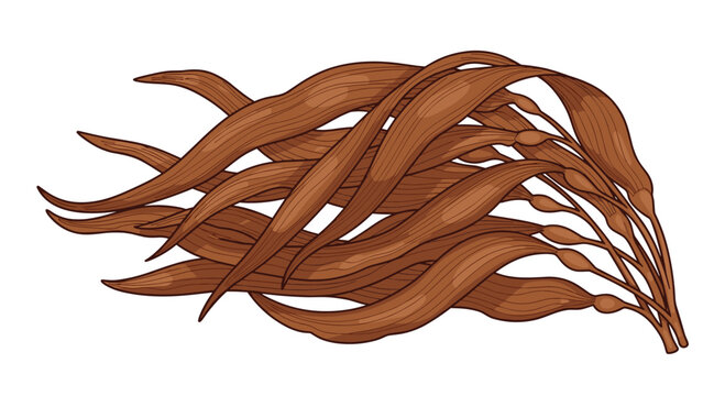 A tangled bunch of brown seaweed or kelp is illustrated, highlighting its wavy texture and natural appearance, symbolizing marine life.