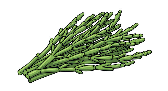 A fresh bunch of green salicornia, also known as sea beans or samphire, is illustrated, showcasing its unique succulent and segmented stems.