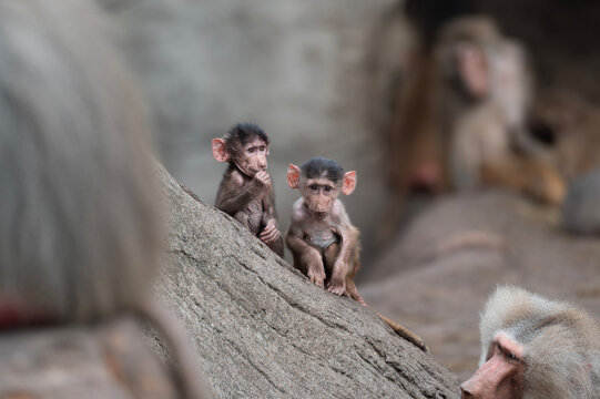 Baboon Babies Exploring
