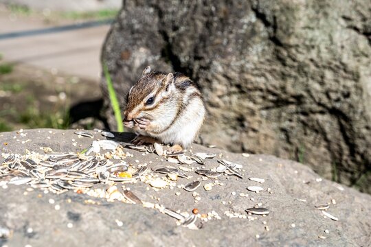 Eastern Hokkaido chipmunk stuffing cheeks with sunflower seeds.