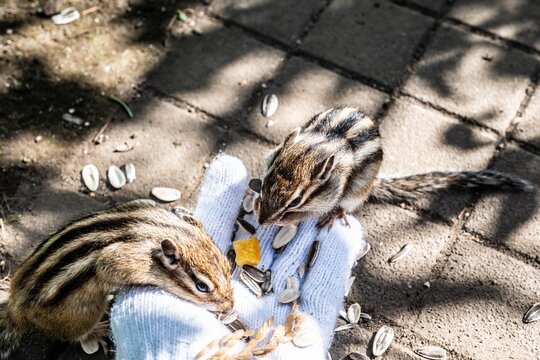 Wild chipmunks feeding on seeds from a gloved hand at Okhotsk Chipmunk Park.