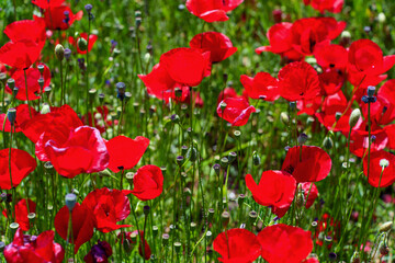 Obraz premium Red Poppies Blooming in Wildflower Field