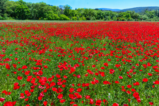 Red Poppy Field in Lesbos Greece Blooming Under Bright Summer Sky