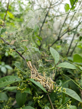 pest invasion by ermine caterpillars 