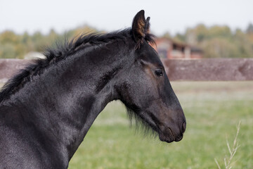 Side view profile of a black Friesian foal (Equus ferus caballus) head and neck outdoors in summer. Young domestic horse with dark coat and mane standing by a wooden fence against green background. © Lina