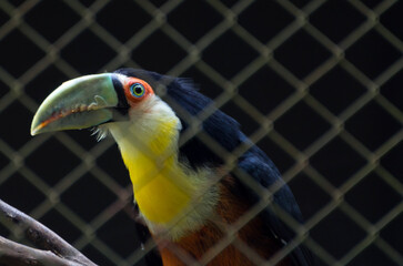 Obraz premium Close-Up Portrait of a Channel-Billed Toucan Against Dark Backgr